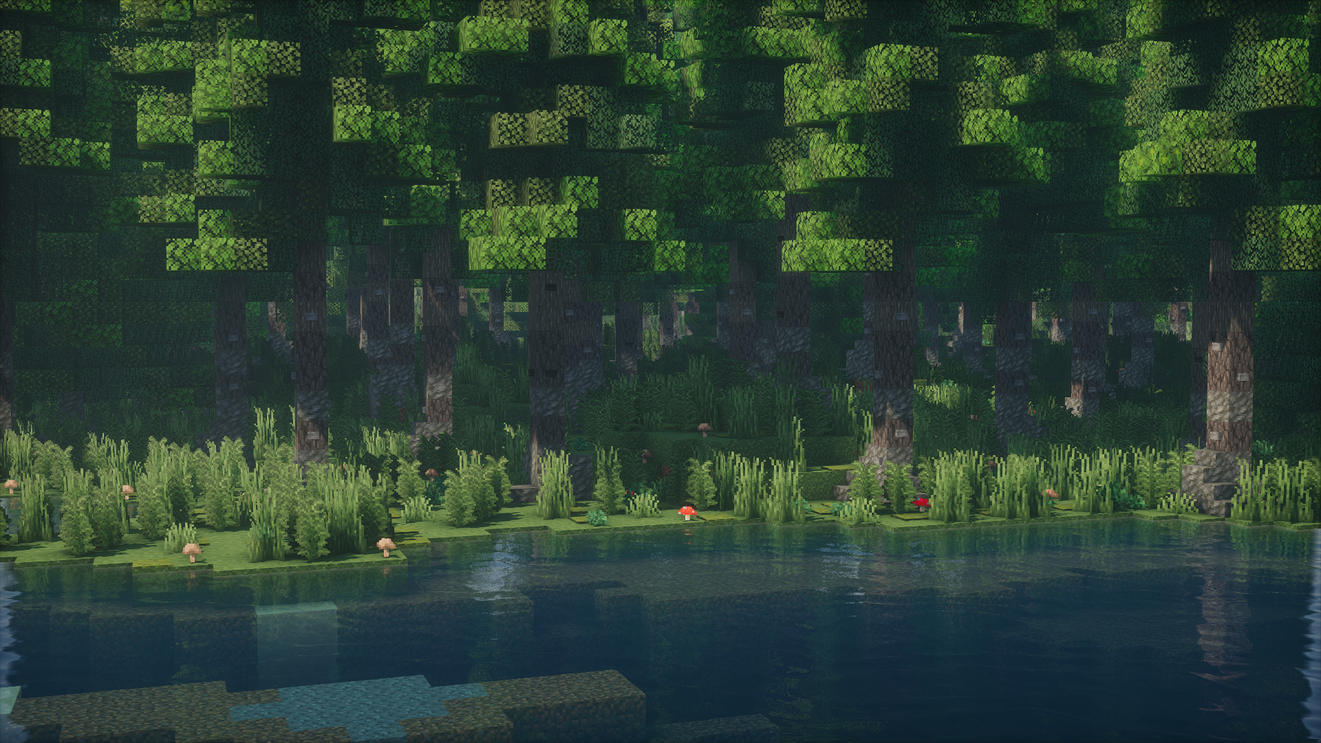 Forest wilderness image